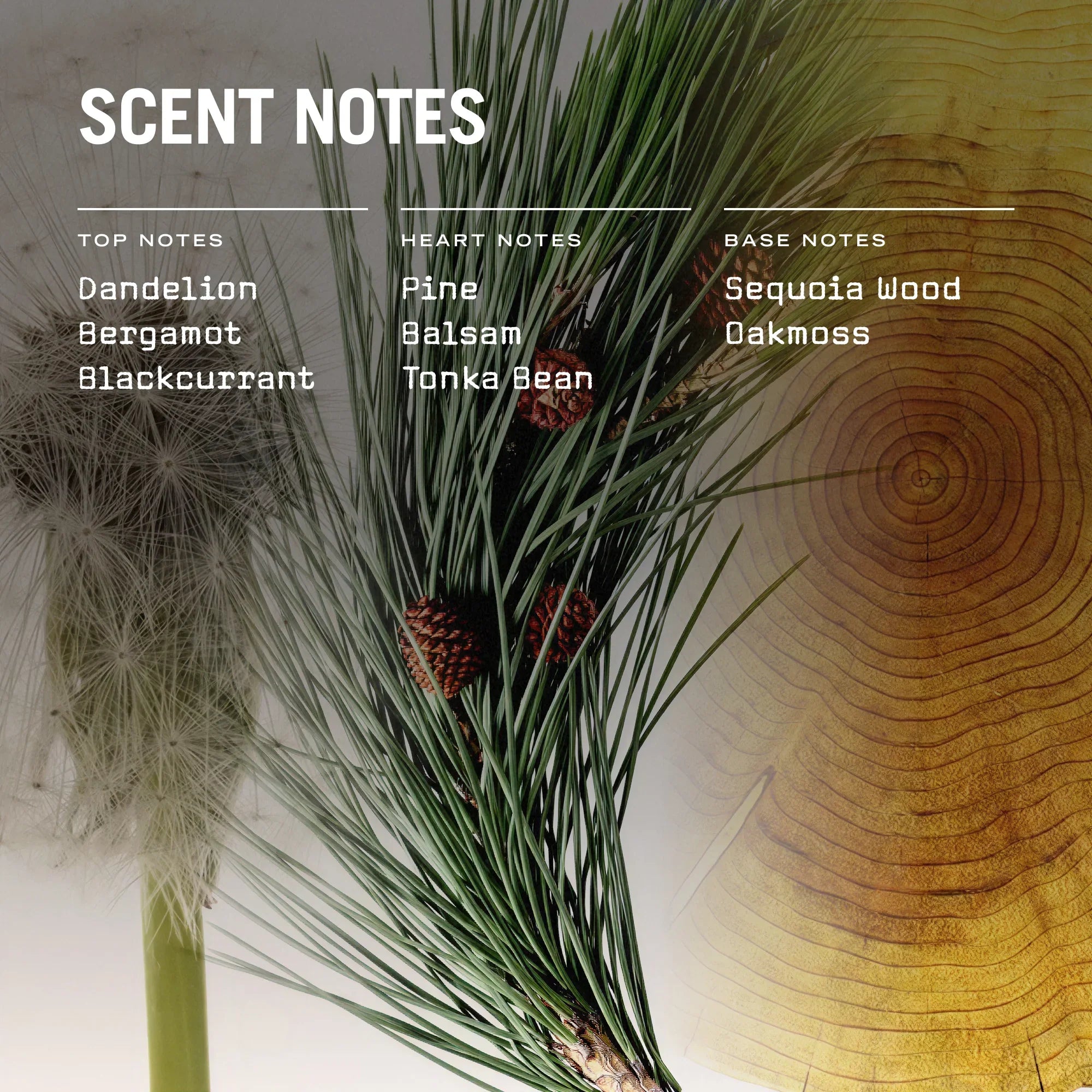 Sequoia Reed Diffuser