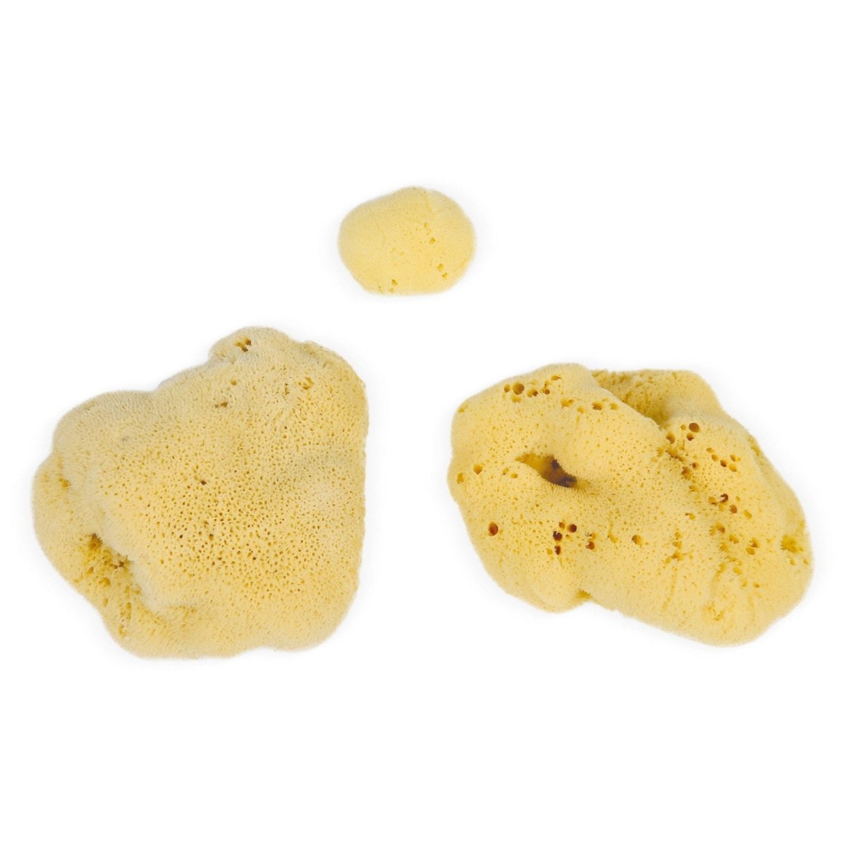 Eco Bath London Natural Sea Sponges (3 - 20 cm) - Sustainably Harvested Exfoliating Bath Sponges - Joe’s Haven